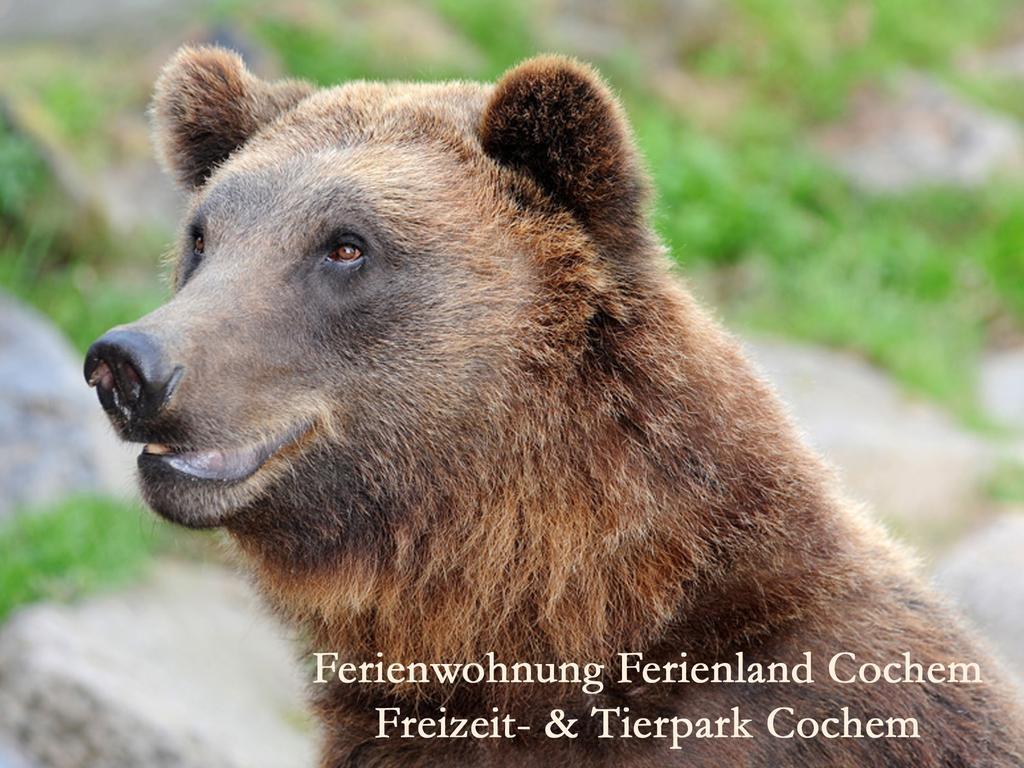 Ferienwohnungen Ferienland Cochem 브루티크판켈 외부 사진